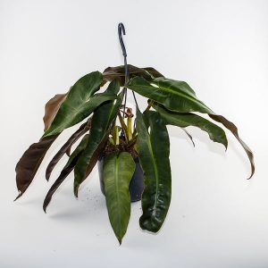 Philodendron Atabepoense Silver 15 Ø Pot Aprox. 30cm Tall