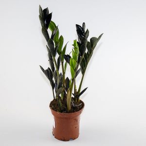 ZZ Plant - Zamioculcas zamifolia Zamicro 10,5 Ø Pot Aprox. 35cm Tall