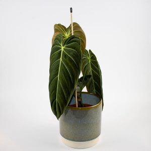Philodendron melanochrysum Ø12cm H45cm