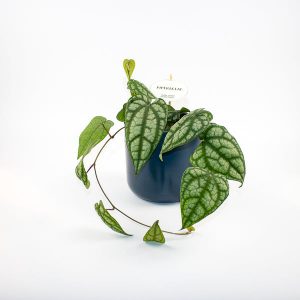 Philodendron Piper Sylvaticum Ø12cm H25cm