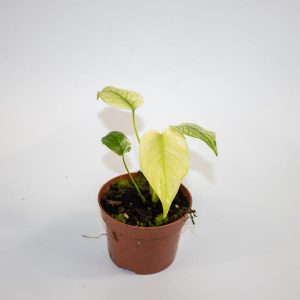 Monstera MINT Ø10.5cm H15cm