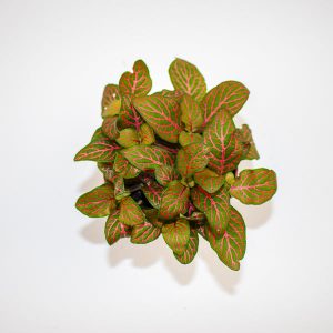 Fittonia verschaffeltii mini Josan Ø8.5cm H12cm