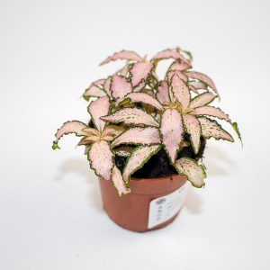 Fittonia pink Forest Flame Ø7cm H10cm