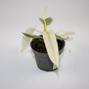 Philodendron Florida Ghost Ø6cm H10cm