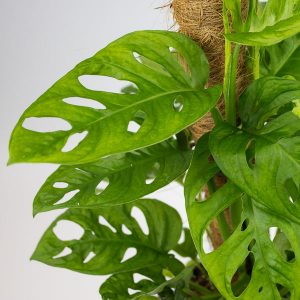 Monstera adansonii Monkey Mask Ø16cm H75cm