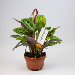 Maranta Cristata Intense
