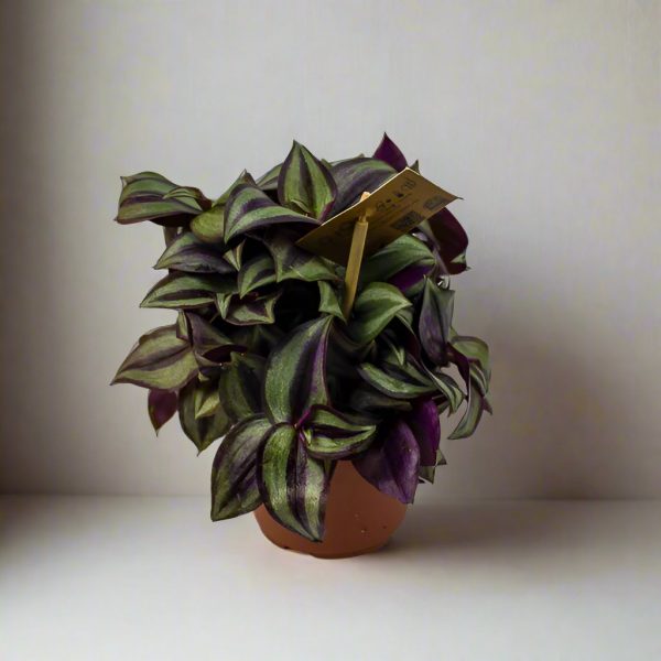 Tradescantia Zebrina