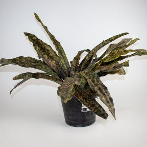 Sansevieria Coppertone Ø19cm H55cm (Copy)
