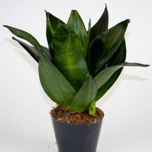Sansevieria Black Dragon