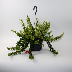 Lipstick Plant - Aeschynanthus radicans Swing Ø17cm H35cm