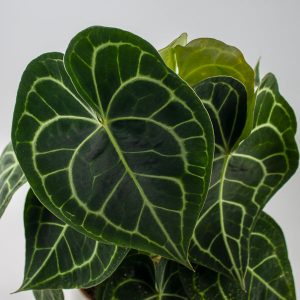Anthurium clarinervium