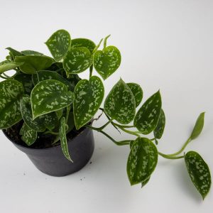 Scindapsus Pictus Argyraeus