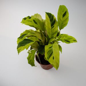Calathea Fusion Yellow