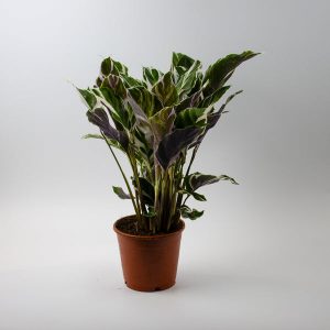 RESCUE ME - Calathea Fusion White Ø14cm H55cm