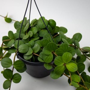 Peperomia tetraphylla Hope