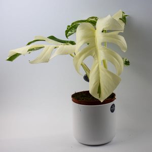 Monstera deliciosa Variegata Super White  Ø15cm H45cm