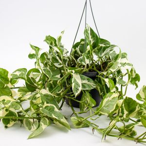 Epipremnum aureum Njoy Ø17cm H25cm
