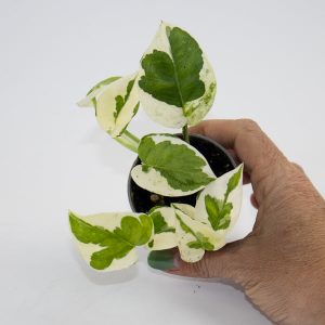 Epipremnum pinnatum 'Pears and Jade' Ø6cm H10cm