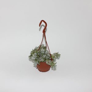 Cotyledon Pendens Ø12cm H25cm