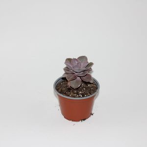 Echeveria ' Perle von Nurnberg'  Ø12cm