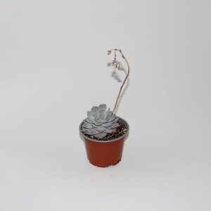 Echeveria lilacina Ø12cm