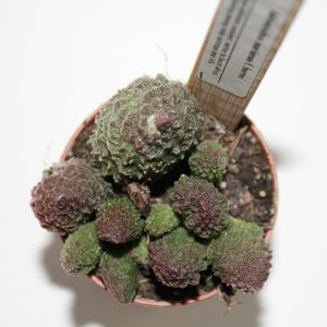 Adromischus marianae f. herrei Ø5.5cm