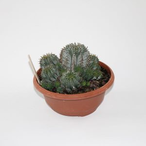 Euphorbia Horrida Ø24cm