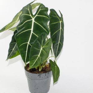Alocasia Frydek Ø17cm H55cm