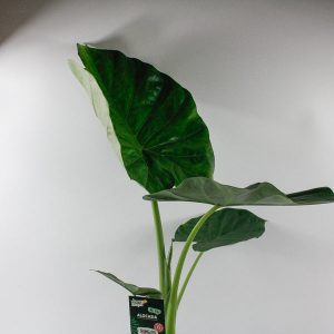 Alocasia macrorrhiza Ø19cm H75cm