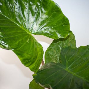 Alocasia Imperial Red Ø24cm H120cm