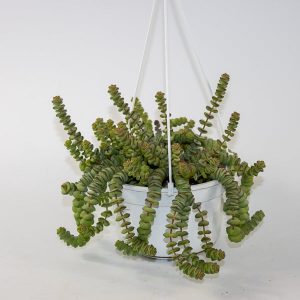 Sedum morganianum 'Burrito' 14cm H30cm