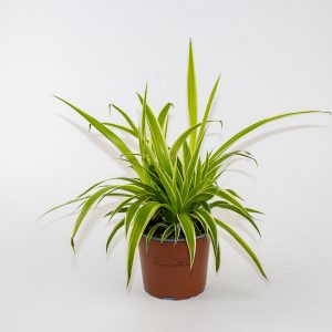 Chlorophytum Reverse Ø12cm H30cm