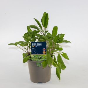 Sage Ø12cm H20cm