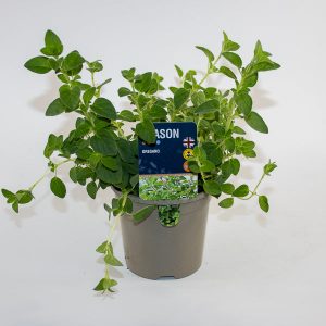 Oregano Ø12cm H20cm