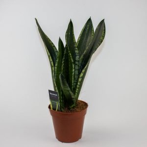 Sansevieria Silver Flame Ø14cm H40cm