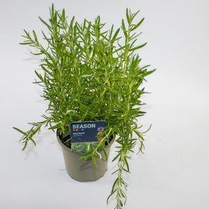 Rosemary Common Ø12cm H20cm