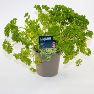 Parsley Curly Ø12cm H20cm