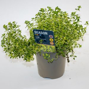 Thyme Lemon Variegated Ø12cm H20cm