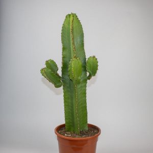 Cactai Euphorbia Ingens