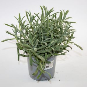 Lavender angustifolia Ø12cm H20cm