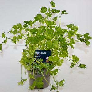 Parsley Flat Leaf Ø12cm H20cm