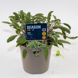 Sage Tricolour Ø12cm H20cm
