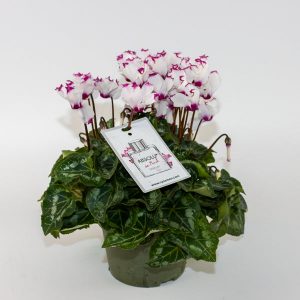 Cyclamen Metis Victoria Ø13cm H25cm
