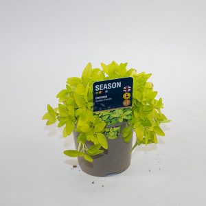 Oregano Golden French Ø12cm H20cm