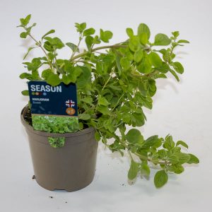 Marjoram Sweet Ø12cm H20cm