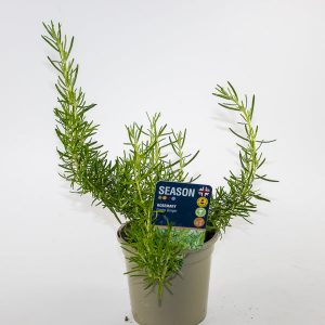 Rosemary Green Ginger Ø12cm H20cm