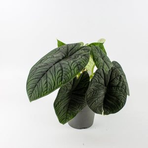 Alocasia Melo Ø14cm H35cm