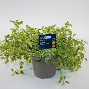 Oregano Golden Variegated Ø12cm H20cm