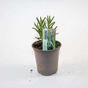 Rosemary Ø9cm H15cm