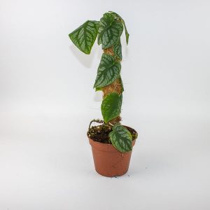 Monstera Dubia Ø14cm H40cm